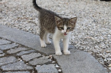 kitten-2249619_640